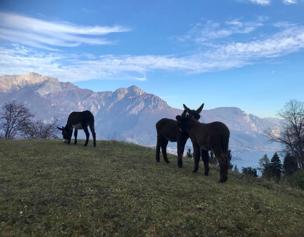 Donkeys on the mountains of Lake Como