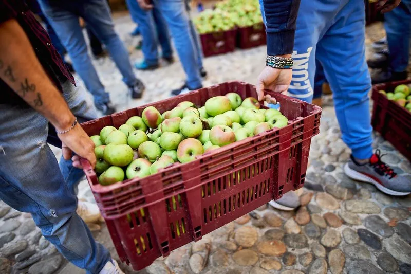 Cassa di mele appena raccolte