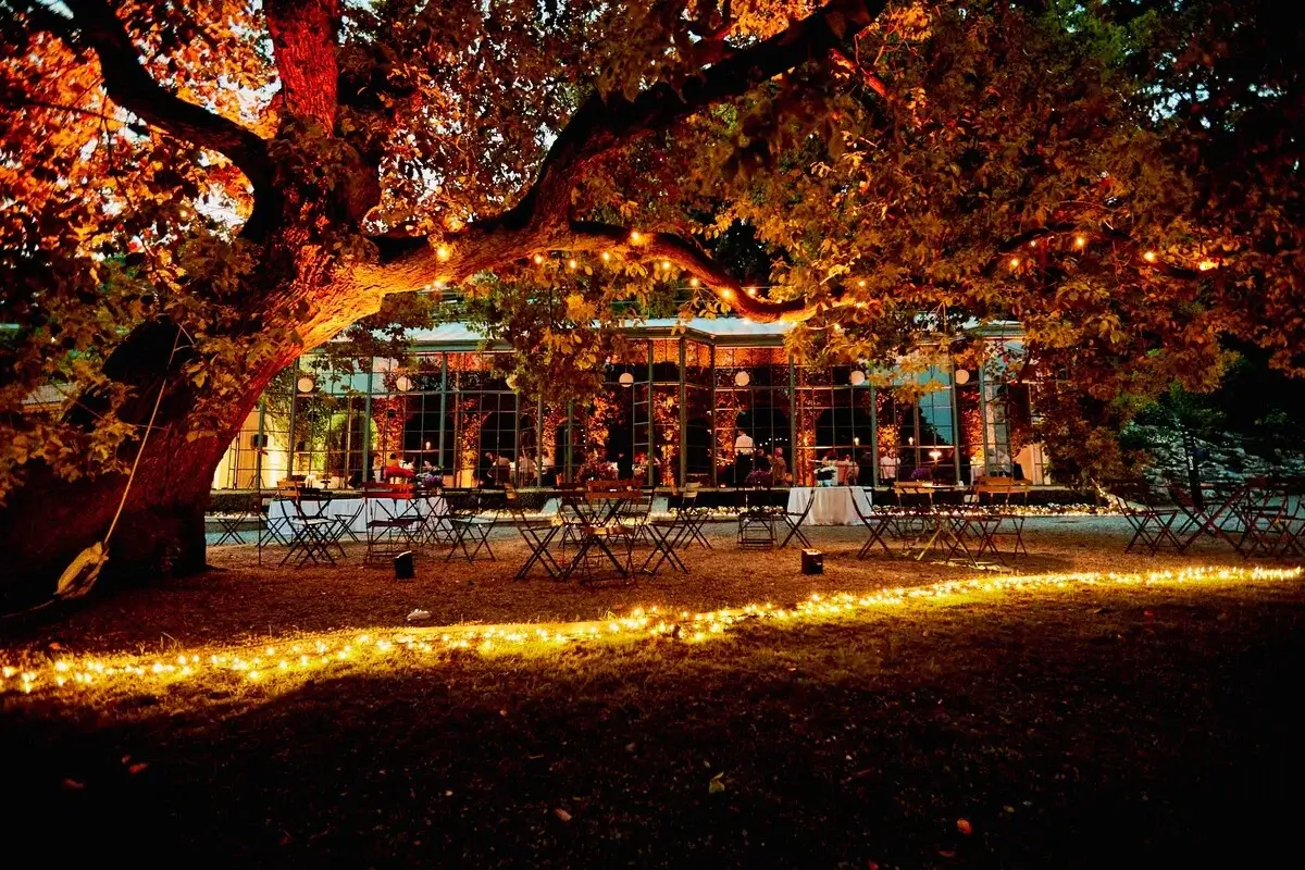 Tavoli del ristorante sotto un bellissimo albero secolare illuminati